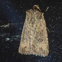 Dasygaster nephelistis