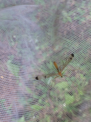 Hylobittacus apicalis