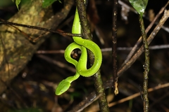 Bothriechis lateralis