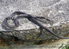 Atractus crassicaudatus