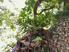 Pleopeltis pleopeltifolia