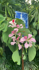 Bauhinia monandra