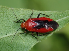Tropidosteptes cardinalis