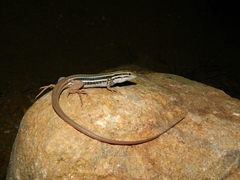 Aspidoscelis sackii