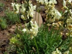Astragalus leibergii