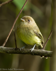 Hemitriccus kaempferi