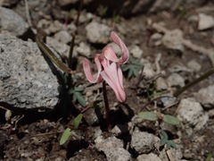 Dicentra uniflora