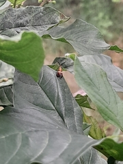 Adela australis