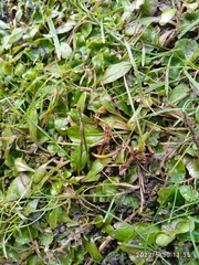 Mazus novaezeelandiae impolitus