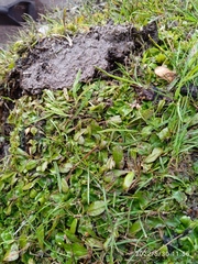 Mazus novaezeelandiae impolitus