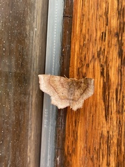 Metarranthis angularia