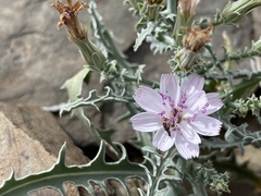 Stephanomeria parryi