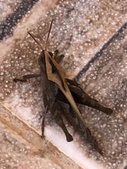 Xyleus discoideus