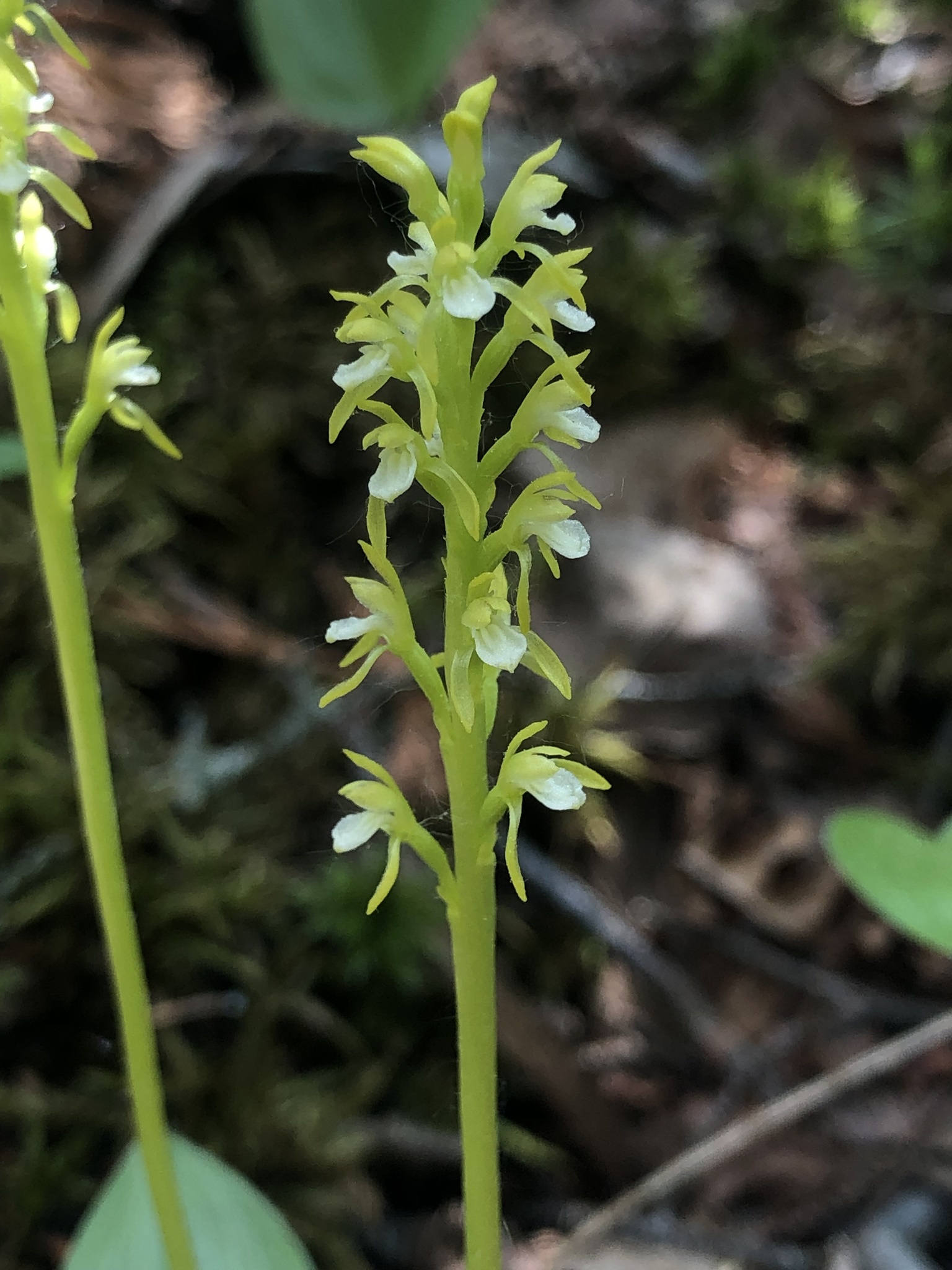 Corallorhiza trifida