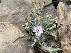 Stephanomeria parryi