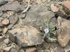 Stephanomeria parryi