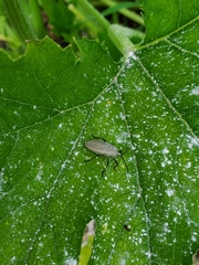 Insecta