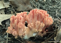 Ramaria formosa