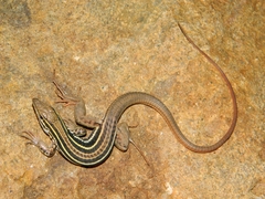 Aspidoscelis sackii