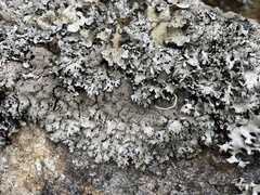 Punctelia stictica