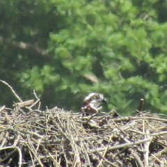 Pandion haliaetus