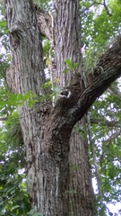 Platymiscium pinnatum