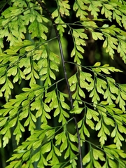 Asplenium neolaserpitiifolium