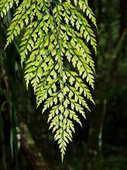 Asplenium neolaserpitiifolium