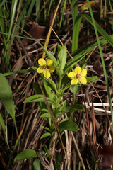 Lysimachia lanceolata