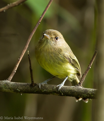 Hemitriccus kaempferi