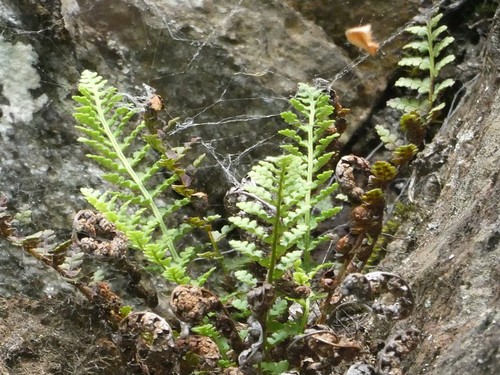 Dryopteris fragrans iNat (3)