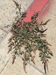 Amaranthus deflexus
