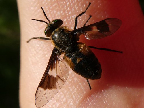 Bothersome Deer Fly photo 5