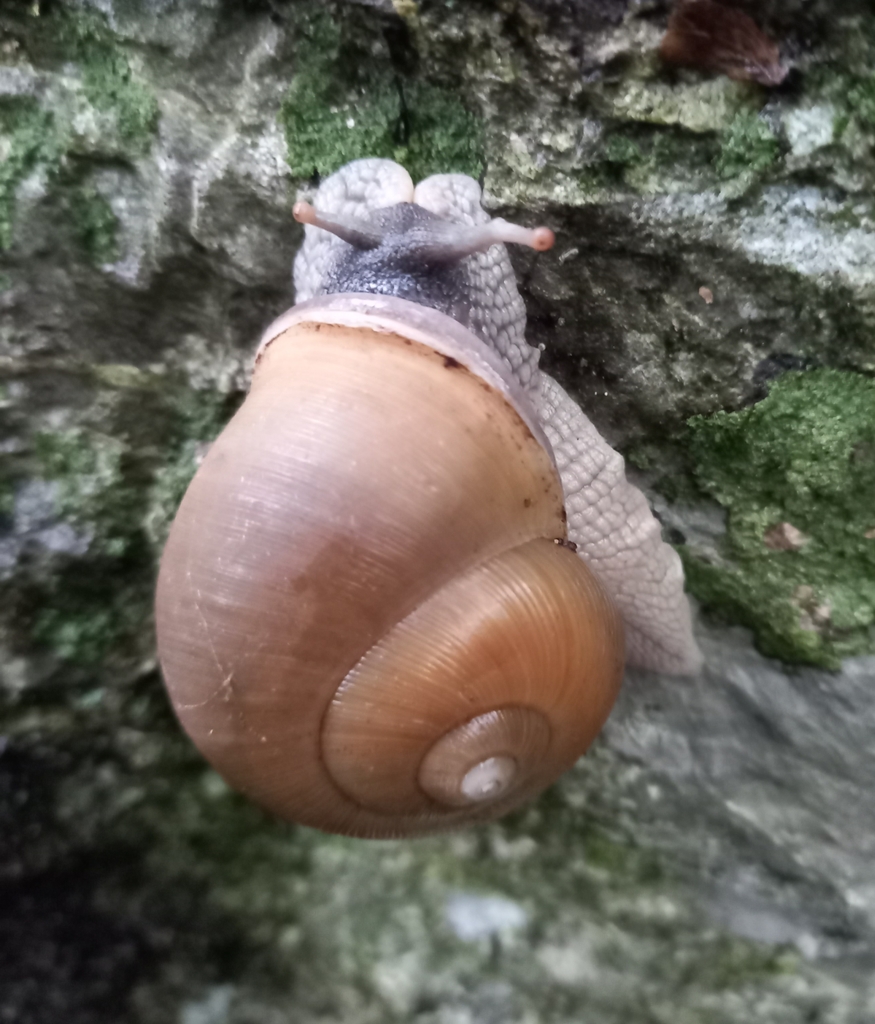 Zachrysia guanensis