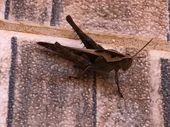 Xyleus discoideus