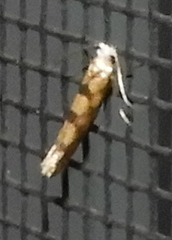 Argyresthia alternatella