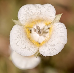 Calochortus subalpinus