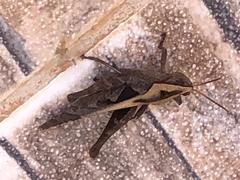 Xyleus discoideus