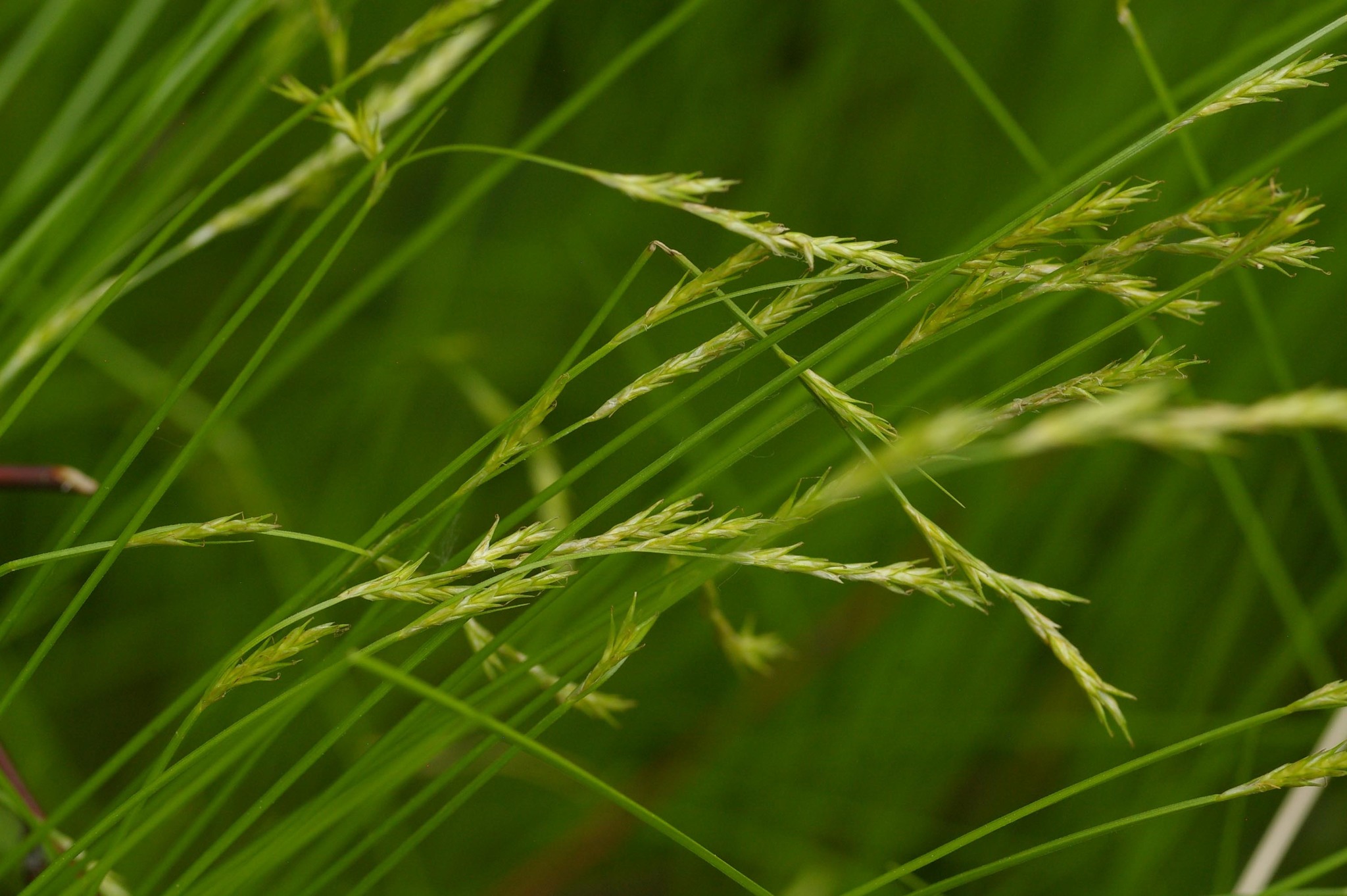 Carex bromoides