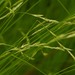 Brome-like Sedge - Photo (c) Grant A. Bickel, some rights reserved (CC BY-NC), uploaded by Grant A. Bickel