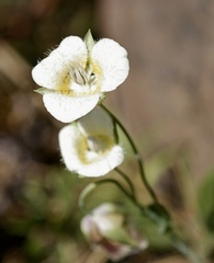 Calochortus subalpinus