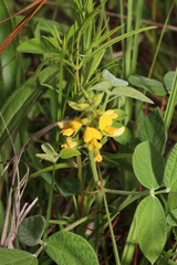 Rhynchosia tomentosa