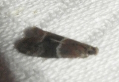 Moodna ostrinella