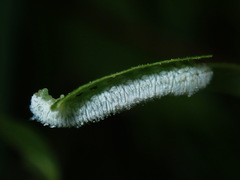 Macremphytus testaceus