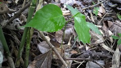 Platymiscium pinnatum