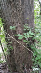 Platymiscium pinnatum