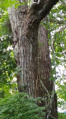 Platymiscium pinnatum