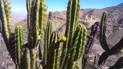 Corryocactus brevistylus