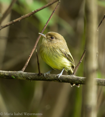 Hemitriccus kaempferi