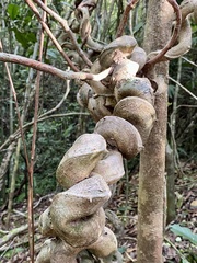 Bauhinia ungulata